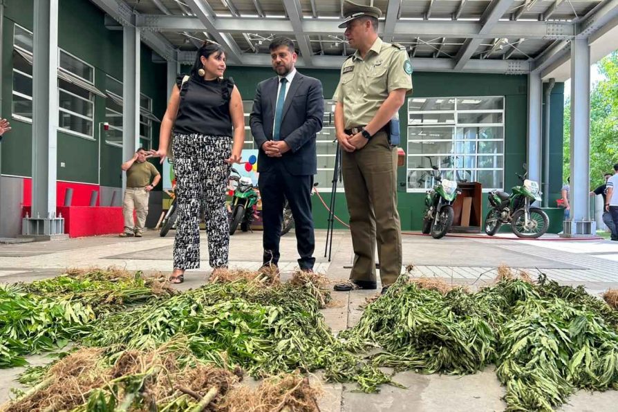 Carabineros del Os7 logra la incautación de más de 3.500 plantas de cannabis en Yungay